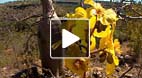 video title goes here