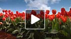 video title goes here