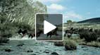 video title goes here