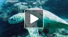 video title goes here