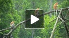 video title goes here