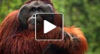 video title goes here
