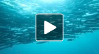 video title goes here