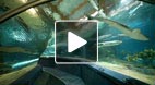 video title goes here