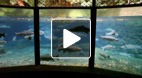 video title goes here