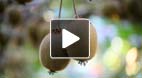 video title goes here