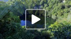 video title goes here