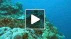 video title goes here
