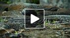 video title goes here
